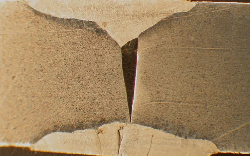 Macro Examination_WH_1000x750px